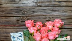 探索玫瑰花的浪漫 玫瑰花的寓意与象征