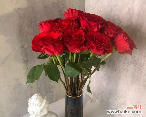 探秘玫瑰花朵数与花卉品质的关联 玫瑰花的朵数