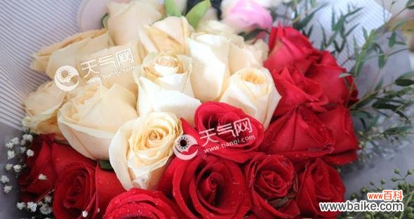 探索玫瑰花的深层寓意和象征意义 玫瑰花的寓意和象征