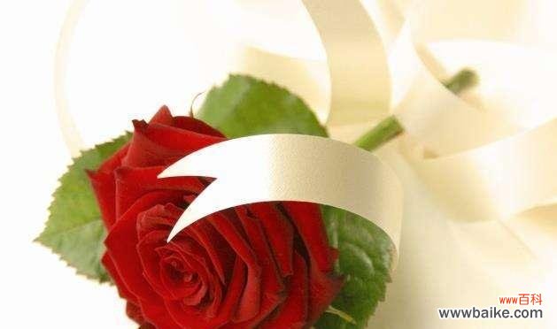 探索玫瑰花的深层寓意和象征意义 玫瑰花的寓意和象征