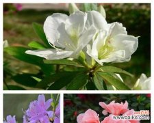 春节期间杜鹃花为何受欢迎？它代表了什么意义？