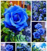 哪种花象征着蓝色？