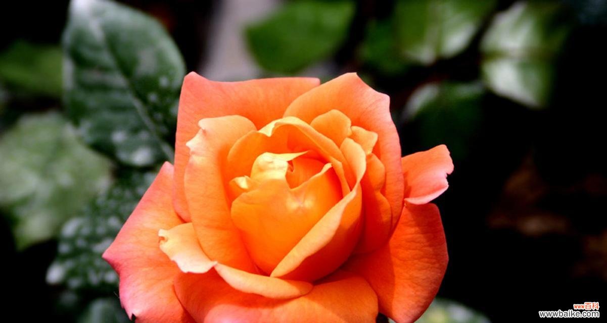 橘色花朵中哪些是爱情的象征?