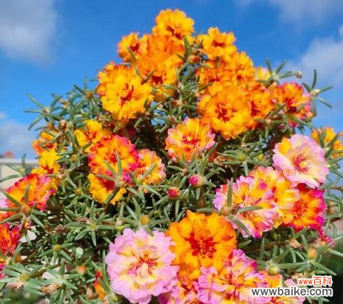 橘色花朵中哪些是爱情的象征?