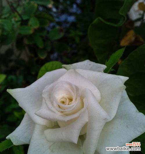 玫瑰花为何象征爱情？玫瑰花的爱情寓意是什么？