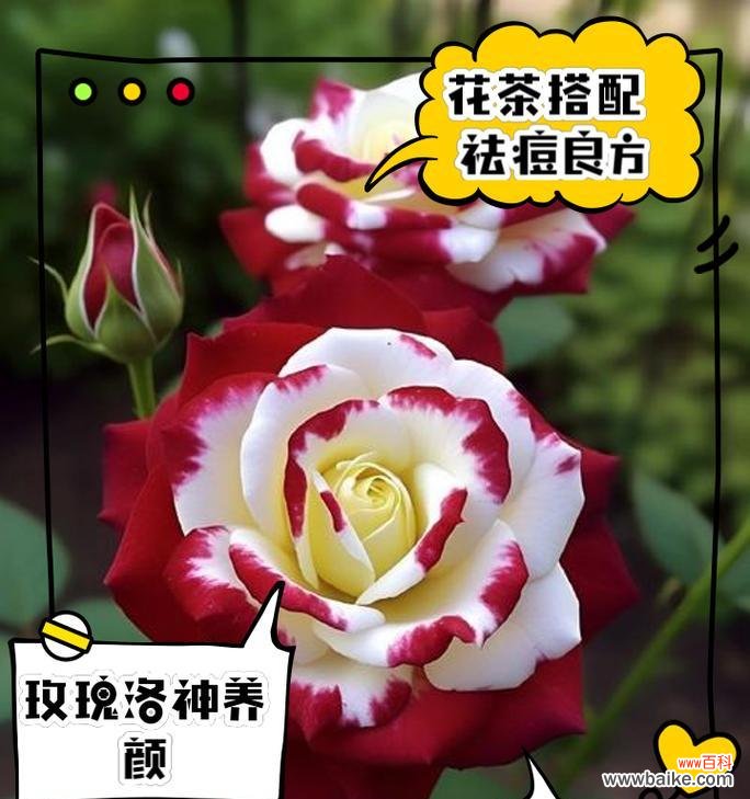 玫瑰花为何象征爱情？玫瑰花的爱情寓意是什么？