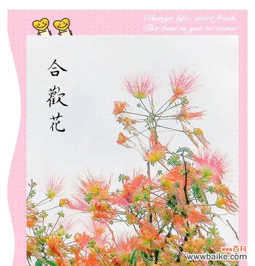 什么花象征爱情?揭秘爱情的花卉语言?