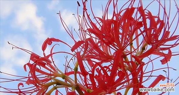 红色曼陀罗花象征着什么？红色曼陀罗花的寓意是什么？