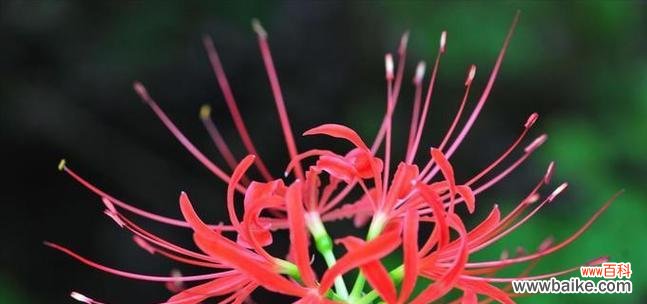 红色曼陀罗花象征着什么？红色曼陀罗花的寓意是什么？