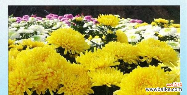 清明节的花有哪些寓意和象征？