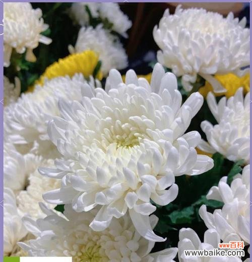 清明节的花有哪些寓意和象征？