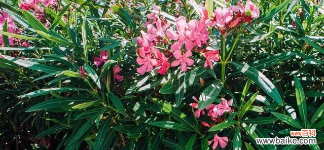 探寻夹竹桃花语的意义与象征 以夹竹桃的花语是什么