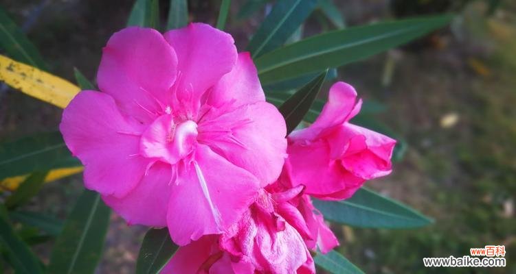 绽放人生的美丽花朵——夹竹桃 夹竹桃花语与寓意