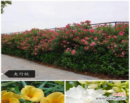 绽放人生的美丽花朵——夹竹桃 夹竹桃花语与寓意