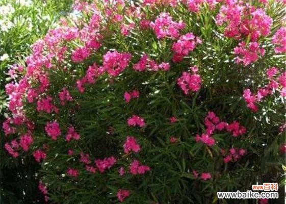 花语寓意丰富多彩 夹竹桃的花语和传说