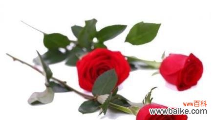 以几朵玫瑰花代表什么 玫瑰花的象征意义及含义