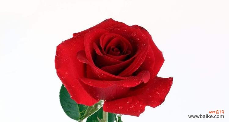 以几朵玫瑰花代表什么 玫瑰花的象征意义及含义