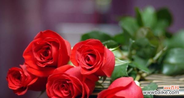 以几朵玫瑰花代表什么 玫瑰花的象征意义及含义