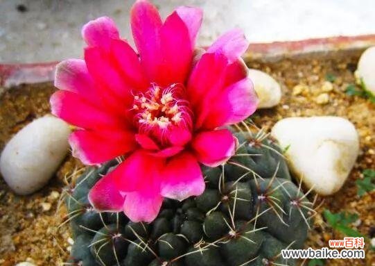 家里仙人球开花的喜悦与美好 仙人球开花的寓意与象征