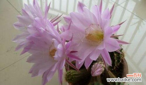 家里仙人球开花的喜悦与美好 仙人球开花的寓意与象征