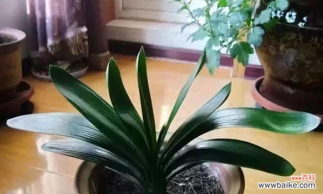 揭秘君子兰的花开之美 君子兰开花的寓意与象征