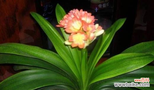 揭秘君子兰的花开之美 君子兰开花的寓意与象征