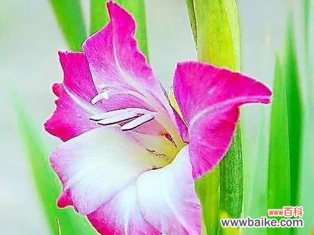 剑兰花的美丽与意义 剑兰花的花语和寓意