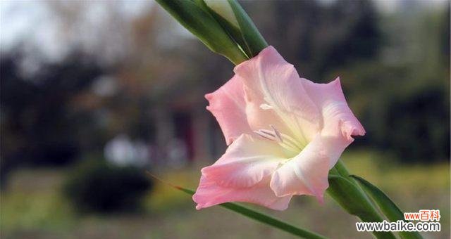 剑兰花的美丽与意义 剑兰花的花语和寓意