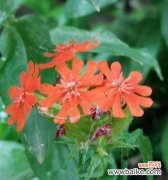 用剪秋萝传达情感 剪秋萝花语