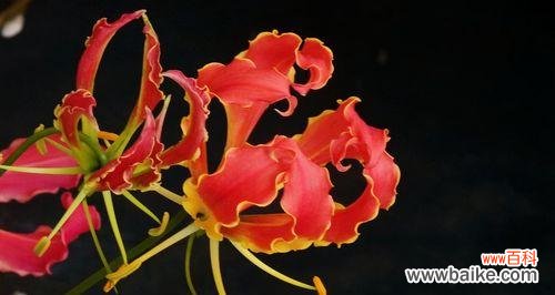 探寻嘉兰花语的美丽和深意 嘉兰花语的寓意与传承