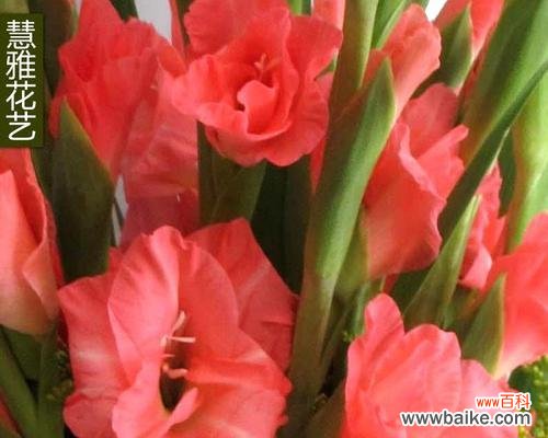 解读剑兰的深意与寓意 剑兰花语