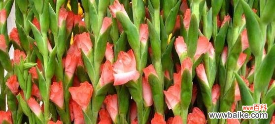 解读剑兰的深意与寓意 剑兰花语