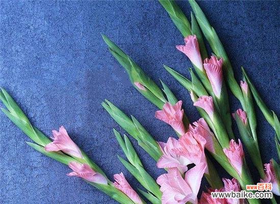 解读剑兰的深意与寓意 剑兰花语