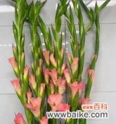 揭开剑兰花的深意 剑兰花的寓意与象征