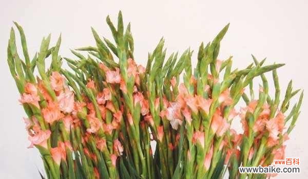 揭开剑兰花的深意 剑兰花的寓意与象征