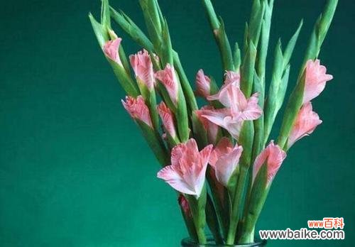 探索剑兰的花语及其象征意义 剑兰花语