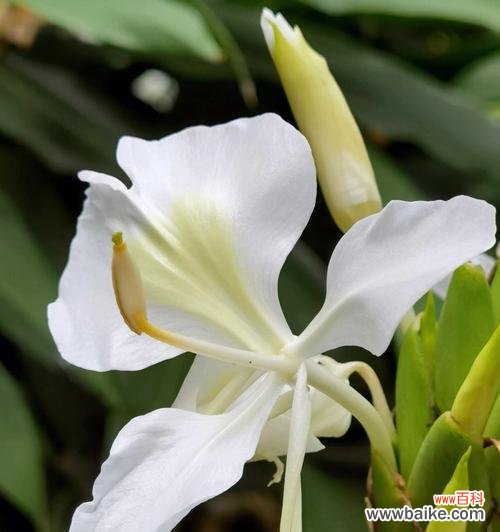 揭示姜花花语背后的意义和象征 姜花的花语及其寓意