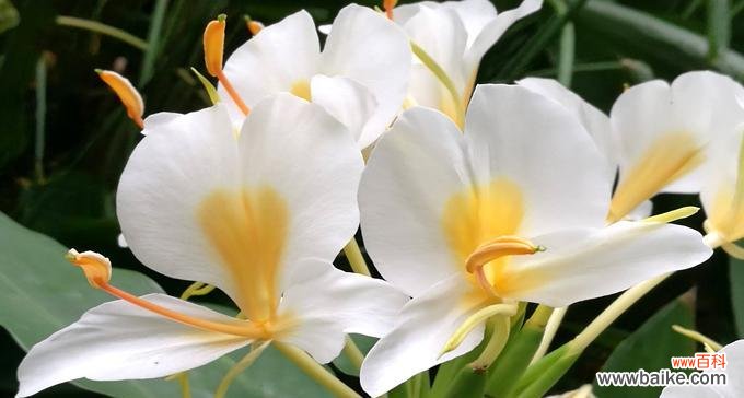 揭示姜花花语背后的意义和象征 姜花的花语及其寓意