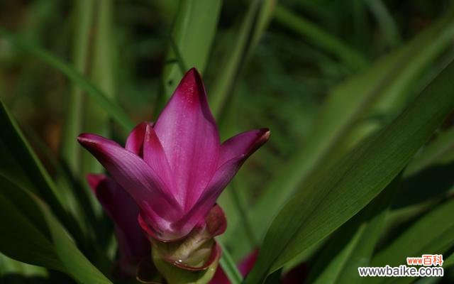 探索姜荷花的意义与故事 姜荷花的花语与传说
