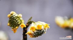 探寻以结香的花语和古老传说 以结香的花语与传说故事