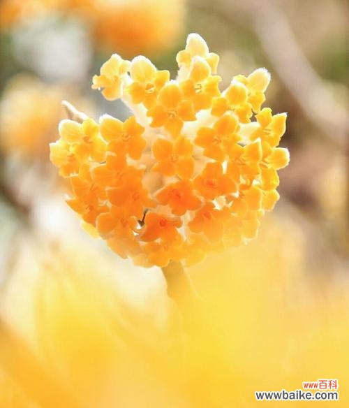 探寻以结香的花语和古老传说 以结香的花语与传说故事