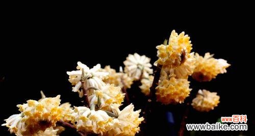 探寻以结香的花语和古老传说 以结香的花语与传说故事