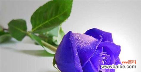 探索玫瑰花的多重意义及其在文化传统中的地位 玫瑰花的象征意义与传承