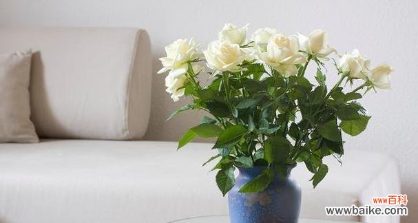 探寻玫瑰花的特点和意义 玫瑰花