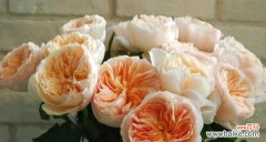 绽放在世界各地的芳香之花 玫瑰花的意义——传递爱与美的象征