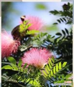 合欢花的吉祥寓意是什么？合欢花象征着什么？