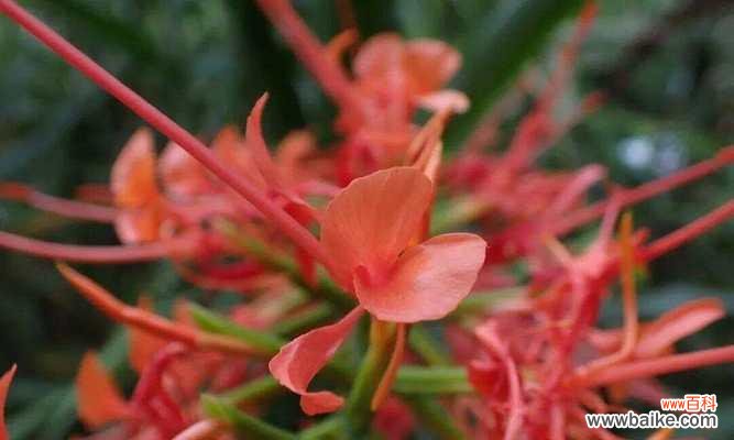 淡红色花朵代表什么?淡红色花的寓意有哪些?