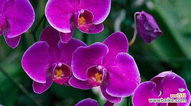 生日送紫色花的花语是什么?紫色花在生日礼物中的寓意?