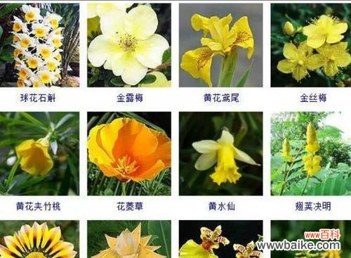 黄色的花寓意是什么?黄色花卉在送礼时的意义?
