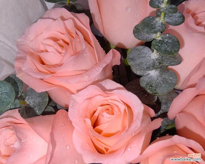 情人节蒸玫瑰花有什么特别意义？